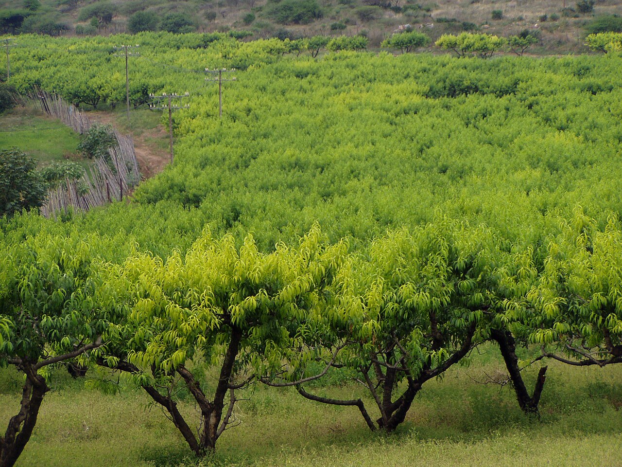 A peach orchard on calcareous soil, whole canopies yellowed by lime-induced iron chlorosis.