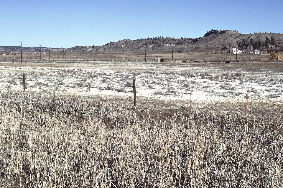 Salt crust across irrigated ground, with damaged vegetation in the foreground.